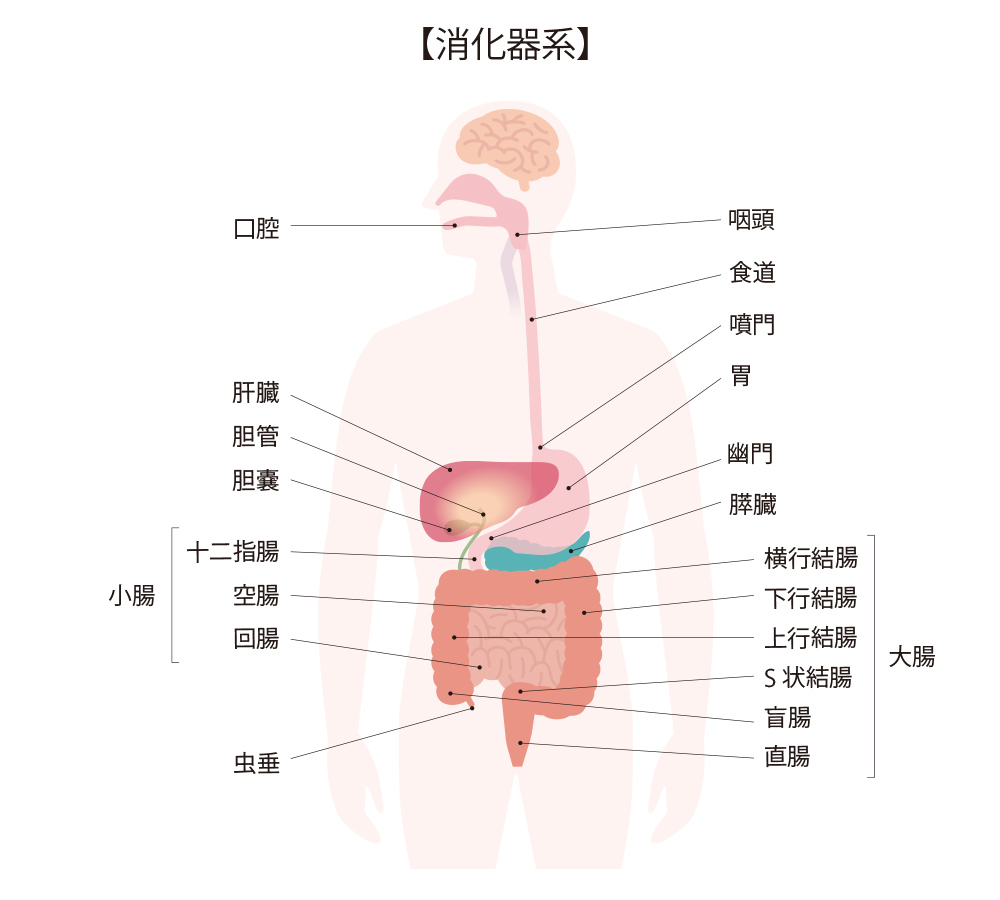 消化器疾患:人体図