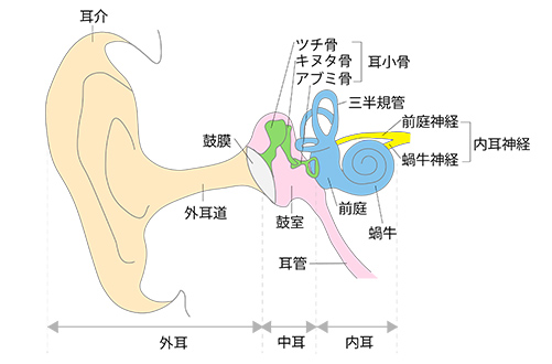 耳鼻咽喉科:耳イラスト