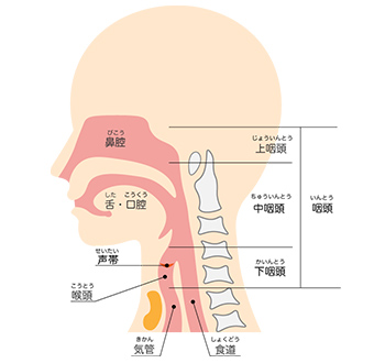 耳鼻咽喉科:鼻・喉イラスト