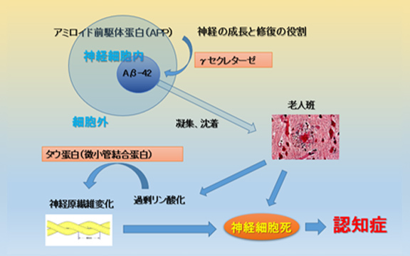 図6 βタンパクと神経原繊維変化の現在考えられている機序