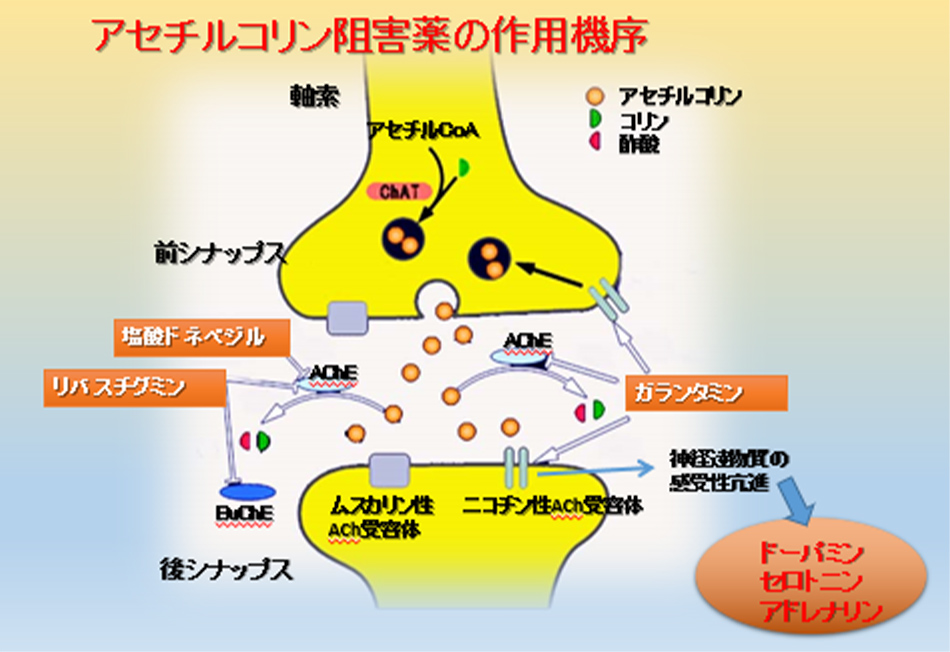 図13 アセチルコリンエステラーゼ阻害薬の作用機序