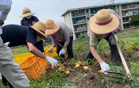 図14 園芸療法ジャガイモの収穫